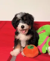 Chip, a male Miniature Bernedoodle for sale in Los Angeles, CA – Photo 1 of 5