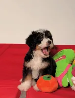 Chip, a male Miniature Bernedoodle for sale in Los Angeles, CA – Photo 3 of 5