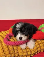 Chip, a male Miniature Bernedoodle for sale in Los Angeles, CA – Photo 2 of 5