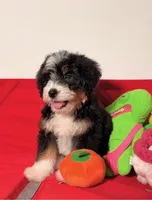 Chip, a male Miniature Bernedoodle for sale in Los Angeles, CA – Photo 4 of 5