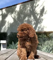 Toy - Gummy, a male Miniature Goldendoodle for sale in Los Angeles, CA – Photo 2 of 3