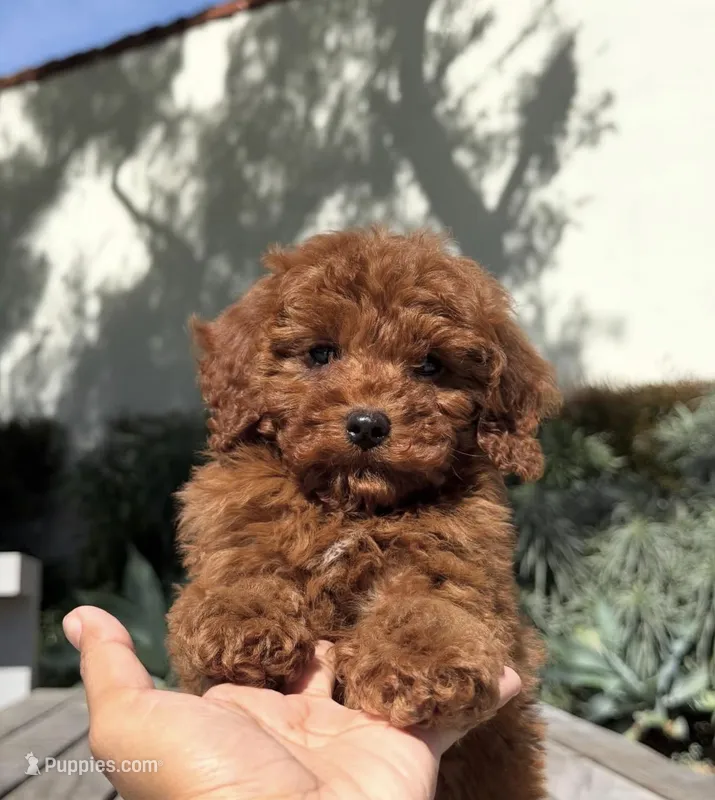 Toy - Gummy, a male Miniature Goldendoodle for sale in Los Angeles, CA – Photo 1 of 3