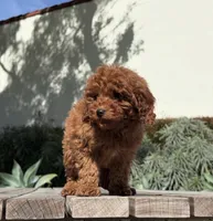 Toy - Gummy, a male Miniature Goldendoodle for sale in Los Angeles, CA – Photo 3 of 3