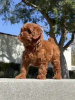 Rigo, a male Cavapoo for sale in Los Angeles, CA – Photo 4 of 5