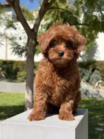 Rigo, a male Cavapoo for sale in Los Angeles, CA – Photo 2 of 5
