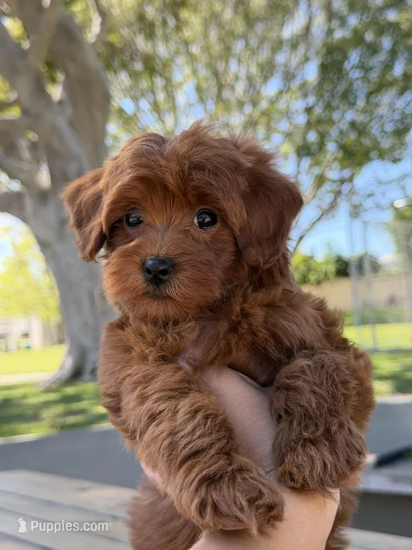 Rigo, a male Cavapoo for sale in Los Angeles, CA – Photo 1 of 5