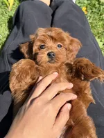 Rigo, a male Cavapoo for sale in Los Angeles, CA – Photo 3 of 5