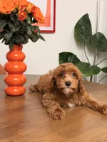Gingerbread, a male Cavapoo for sale in Los Angeles, CA – 3 of 4