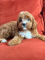 Laguna, a female Cavapoo for sale in Los Angeles, CA – 4 of 6