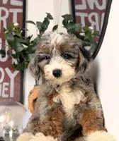 Icy, a male Goldendoodle and Poodle - Toy  for sale in Los Angeles, CA – 3 of 7