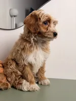 Waffle, a female Cavapoo and Poodle - Toy  for sale in Los Angeles, CA – 2 of 8