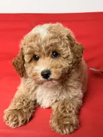 Lucky, a male Poodle - Toy  and Miniature Goldendoodle for sale in Los Angeles, CA – 1 of 5