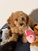 Grace, a female Cavapoo and Poodle - Toy  for sale in Los Angeles, CA – 6 of 6