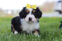 Dolly, a female Miniature Bernedoodle for sale in Los Angeles, CA – 3 of 4