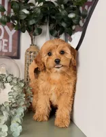 Pookie, a female Cavapoo and Poodle - Toy  for sale in Los Angeles, CA – 2 of 5