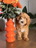 Cookie, a female Cavapoo for sale in Los Angeles, CA – 2 of 5
