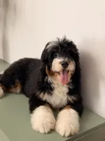 Sunny, a male Bernedoodle for sale in Los Angeles, CA – 5 of 6