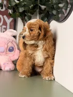 Cookie, a female Cavapoo and Poodle - Toy  for sale in Los Angeles, CA – 2 of 7