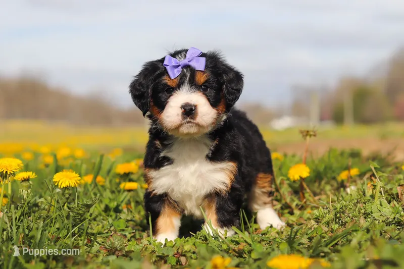 Kayla – Miniature Bernedoodle puppy for sale in Los Angeles, CA