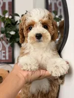 Mochi, a female Cavapoo and Poodle - Toy  for sale in Los Angeles, CA – 2 of 8