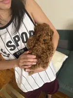Captain snuggles, a male Poodle - Toy  for sale in Los Angeles, CA – 3 of 4