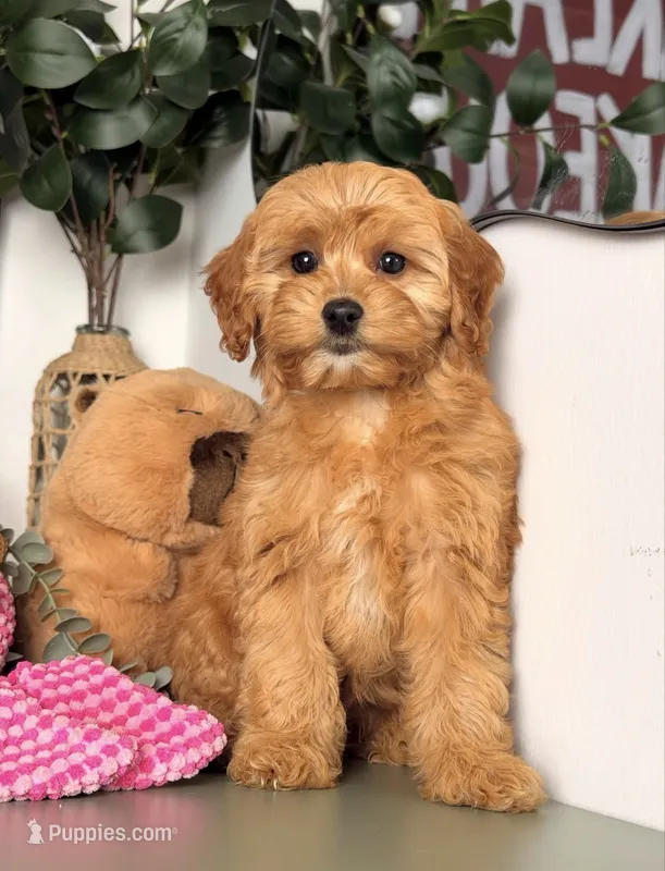 Pookie – Cavapoo, Poodle - Toy  puppy for sale in Los Angeles, CA