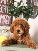 Pluto, a male Goldendoodle and Miniature Goldendoodle for sale in Los Angeles, CA – 5 of 5