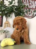Pluto, a male Goldendoodle and Miniature Goldendoodle for sale in Los Angeles, CA – 3 of 5