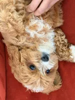 Lily, a female Cavapoo for sale in Los Angeles, CA – 6 of 6