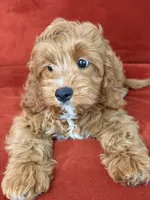 Lucky, a male Cavapoo for sale in Los Angeles, CA – 2 of 5