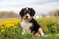 Taylor, a female Miniature Bernedoodle for sale in Los Angeles, CA – 6 of 6