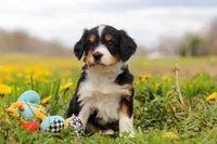 Taylor, a female Miniature Bernedoodle for sale in Los Angeles, CA – 2 of 6