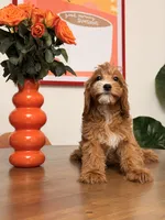 Cookie, a female Cavapoo for sale in Los Angeles, CA – 5 of 5
