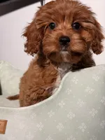 Bruno, a male Cavapoo for sale in Los Angeles, CA – 5 of 5