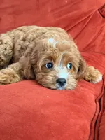 Laguna, a female Cavapoo for sale in Los Angeles, CA – 2 of 6