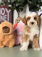 Cannoli, a male Cavapoo and Poodle - Toy  for sale in Los Angeles, CA – 4 of 9