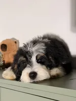 Blue, a male Bernedoodle for sale in Los Angeles, CA – 3 of 5