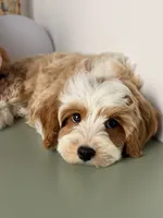 Cannoli, a male Cavapoo and Poodle - Toy  for sale in Los Angeles, CA – 2 of 9