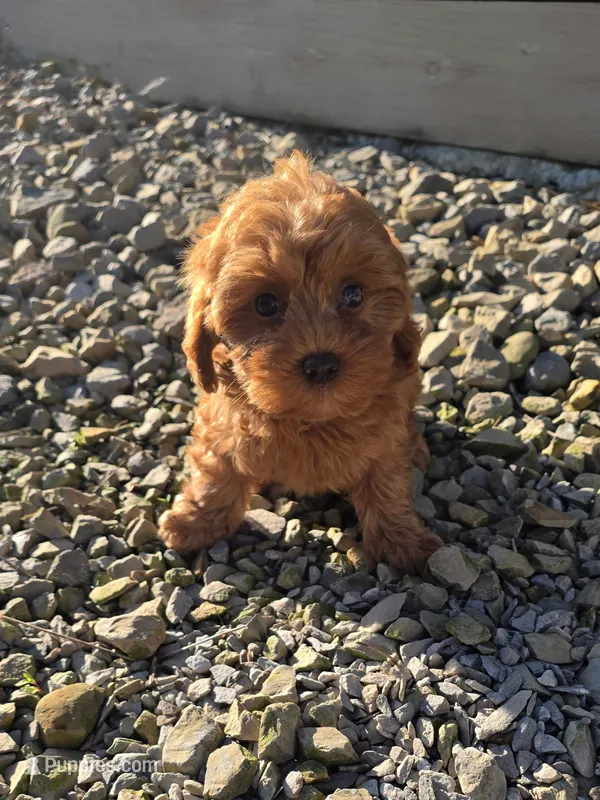 Apple – Cavapoo, Poodle - Toy  puppy for sale in Los Angeles, CA