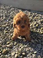 Apple, a female Cavapoo and Poodle - Toy  for sale in Los Angeles, CA – 1 of 1