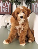 Leaf, a male Goldendoodle and Poodle - Toy  for sale in Los Angeles, CA – 3 of 3