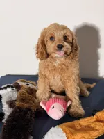 Grace, a female Cavapoo and Poodle - Toy  for sale in Los Angeles, CA – 5 of 6