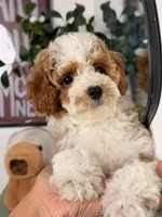 Mochi, a female Cavapoo and Poodle - Toy  for sale in Los Angeles, CA – 5 of 8