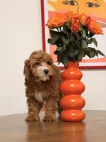 Cookie, a female Cavapoo for sale in Los Angeles, CA – 4 of 5