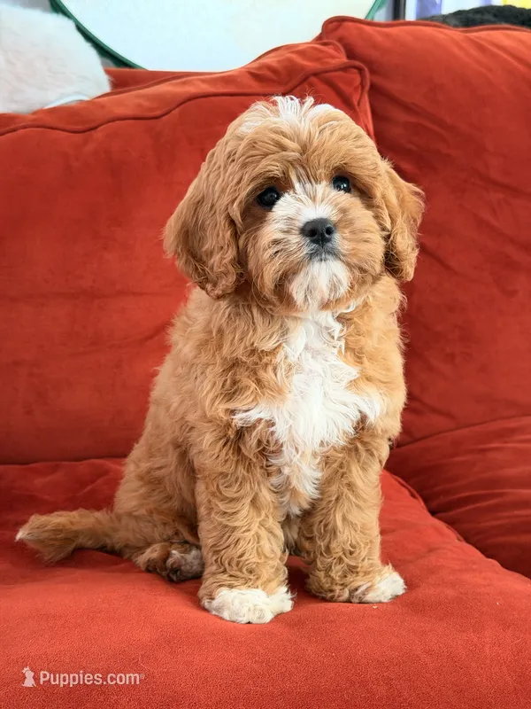 Lily – Cavapoo puppy for sale in Los Angeles, CA