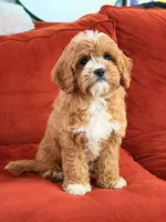 Lily, a female Cavapoo for sale in Los Angeles, CA – 1 of 6