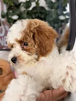 Mochi, a female Cavapoo and Poodle - Toy  for sale in Los Angeles, CA – 4 of 8