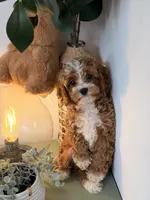 Flynn, a male Cavapoo and Poodle - Toy  for sale in Los Angeles, CA – 4 of 5