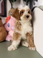 Cannoli, a male Cavapoo and Poodle - Toy  for sale in Los Angeles, CA – 9 of 9