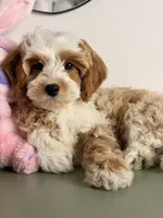 Cannoli, a male Cavapoo and Poodle - Toy  for sale in Los Angeles, CA – 6 of 9